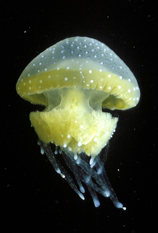 Photo:  White Spotted Jelly Fish